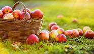 How to grow dwarf apple trees in your backyard