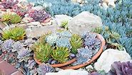 Types of Succulent Plants (with pictures) | Succulents and Sunshine