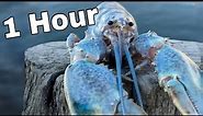1 hour of silence occasionally broken by Blue Lobster jumpscare