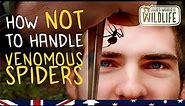 The MOST VENOMOUS Widow SPIDER!! Australian Redback!
