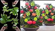 Great plants Apple with Guava: How to grow a combination of apples and Guava has a lot of fruits