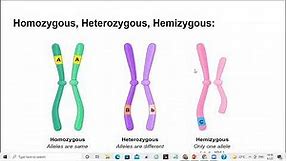 What is Homozygous, Heterozygous and Hemizygous.