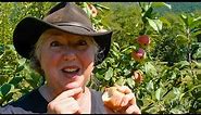 Raintree Nursery Fruit Feature: Zestar Apple!