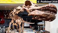 In Argentina, Rancher’s Discovery Leads to Largest Titanosaur