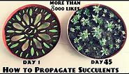 How to Propagate Succulents Fast n Easy