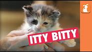 Most Amazingly Cute Calico Kitten You'll Ever See
