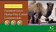 Iconic & Extremely Funny Geico Hump Day Camel Commercials (Compiled)