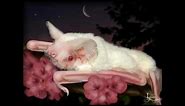 Albino Bat