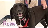Rosie- Labrador Retriever/Basset Hound Mix