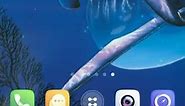 dolphin live wallpaper