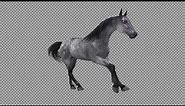Galloping Gray Horse - Transparent Loop - Pack of 4