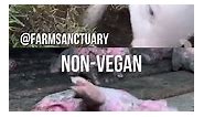 Vegan vs Non-Vegan