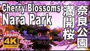 🇯🇵4K 奈良公園の桜 2023 Cherry blossoms of Nara Park 奈良観光 旅行 満開 花見 鹿 日本の桜 浮見堂Discover Nippon 観光 JAPAN 日本の桜