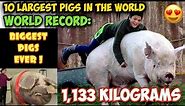 OMG! TOP 10 LARGEST PIGS IN THE WORLD | WORLD RECORD BIGGEST PIGS EVER!!!