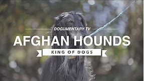ALL ABOUT AFGHAN HOUNDS: THE DESERT HUNTER