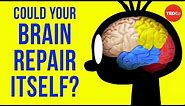 Could your brain repair itself? - Ralitsa Petrova