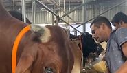 iggest Red bull is being fed cheeta jaggery granulated mixed food and pure water || | M & H Mini Herefords
