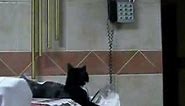 Cat answering the phone
