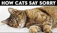 How Cats Say Sorry!