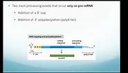 RNA processing: 5' cap, 3' polyA tail, and Splicing