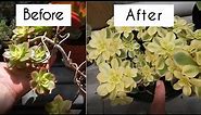 Grow succulents faster with these 3 techniques! Aeonium propagation that works for all succulents