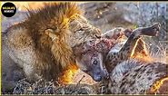 Lion Eats Hyena Alive & 45 Terrifying Moments Hyenas Become Prey