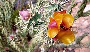 It’s bloom time: Where to look for desert wildflowers