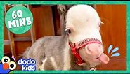60 Minutes Of The Most Amazing Horse Stories | 1 Hour Of Animal Video | Dodo Kids