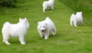 Puppy Love - Samoyed Puppies
