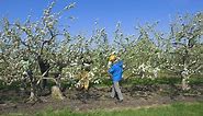 Cross-pollinating apple trees