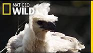 Eagles Have To Eat Too - No Matter How Cute the Meal | Nat Geo Wild