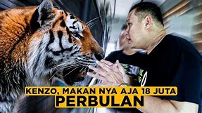 Gimana Rasanya Pelihara Harimau? Buang 1 Iphone Tiap Bulan ft: Kenzo The Tiger