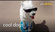 The COOLEST Dogs in the World! | Cool Dog Breed Compilation