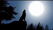 Wolf Howling Sound at Moon Night