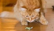Does Your Cat Really Get High From Catnip?