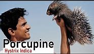 Porcupine |A-z Information| Hindi with |Eng Subtitles|