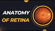 Anatomy of Retina/ microscopic structure of retina/ten layer’s of Retina