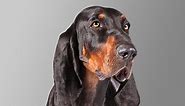Black and Tan Coonhound - Alchetron, the free social encyclopedia
