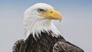 Bald Eagle Photos and Videos for, All About Birds, Cornell Lab of Ornithology