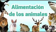 Clasificación de los animales por su alimentación | Carnívoros, herbívoros, omnívoros, insectívoros