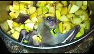 Egyptian fruit bat eating in the food bowl
