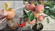 Crazy Skills growing Apple tree from Apple fruit in water 100% success
