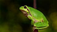 Frog Fact Sheet