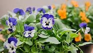 How to Grow Violas in a Home Garden