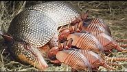 How Armadillo Giving Birth To Cute Baby