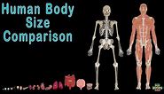 Human Body and Human Body Size Comparison | Human Anatomy Size Comparisons