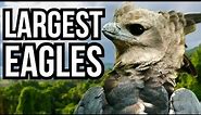 5 Of The Largest Eagles In The World
