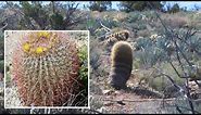 California Barrel Cactus (Ferocactus cylindraceus), Anza-Borrego Desert State Park, Sonoran Desert