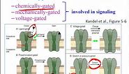 Ion Channel Types