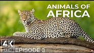 Amazing Wildlife Photography - Wallpapers Slideshow in 4K UHD - Animals of Africa - Ep. 3
